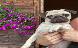 Pug dogs for sale: Six month old dog puppy available. - Image 1