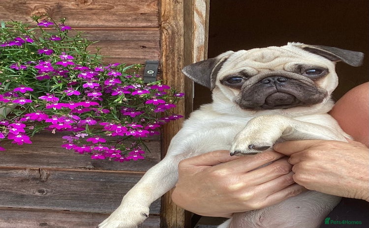 Pug dogs - Advert 12