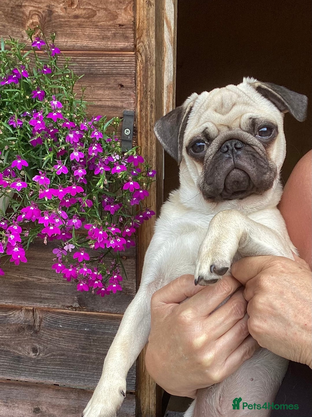Pug dogs for sale: Six month old dog puppy available. - Image 1