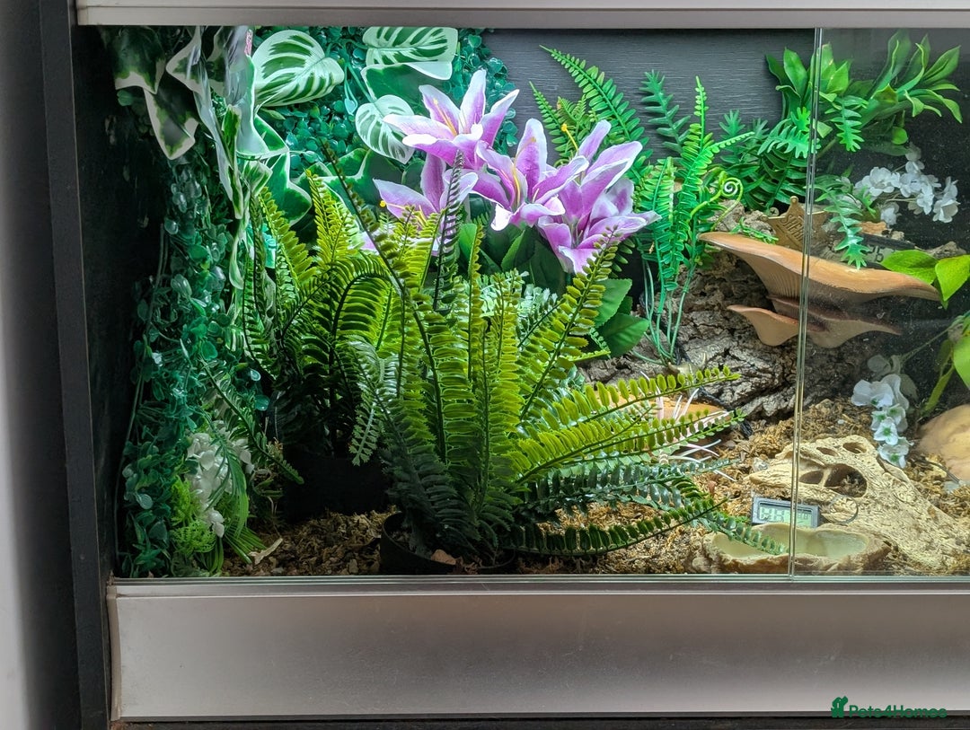 Snake reptiles for sale: Hognose with vivarium  - Image 7