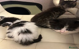 Mixed Breed cats for sale: Kittens available  - Image 6