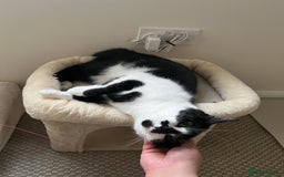 Domestic Shorthair cats for sale: Zuko needs new home. - Image 6