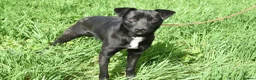 Mixed Breed dogs for adoption: Dobby - Advert 3