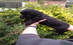 Cocker Spaniel dogs for sale: KC Registered Show type Cocker Spaniels  - Image 32