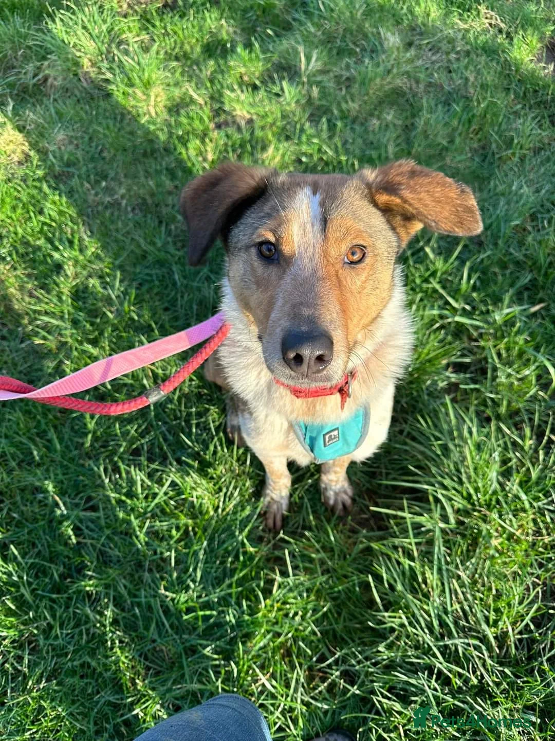 Mixed Breed dogs for adoption: Meet Jiji, currently residing in Cheshire  in Nantwich - Advert 5