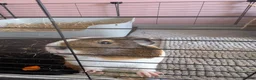 Guinea Pig rodents for sale: 4 male guinea pigs  - Advert 6