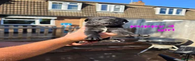 Puppy 4