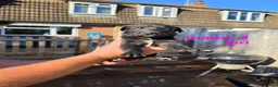 Mixed Breed dogs for sale: Lurcher  puppies  - Advert 5
