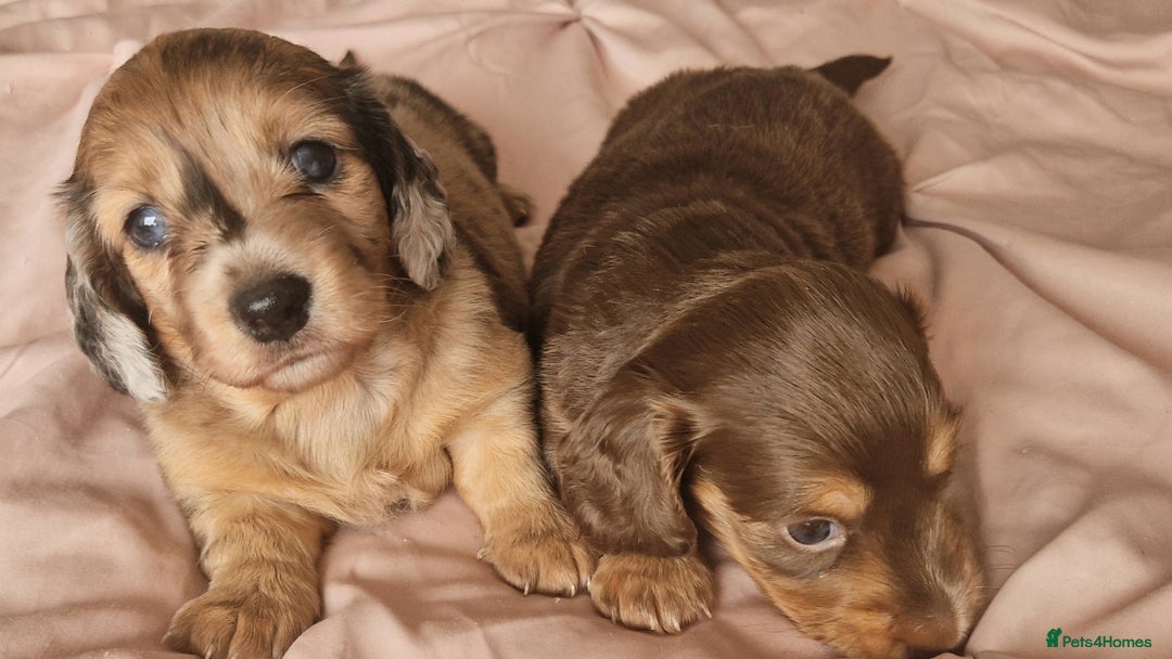 Miniature Dachshund dogs for sale: Long hair minature dachshunds - Image 29