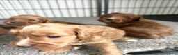 Cavapoo dogs for sale: Adorable red Cavapoos  - Advert 21