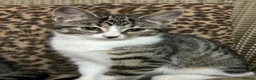 Mixed Breed cats for sale: Gorgeous Fluffy Kittens. Beautiful Little Souls🤍 - Advert 5