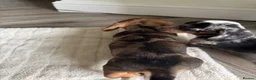 Miniature Dachshund dogs for sale: Miniature dachshund  - Advert 8