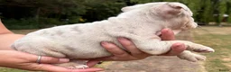 English Bulldog dogs for sale: Beautiful English Bulldog Bitch Puppy  - Advert 15