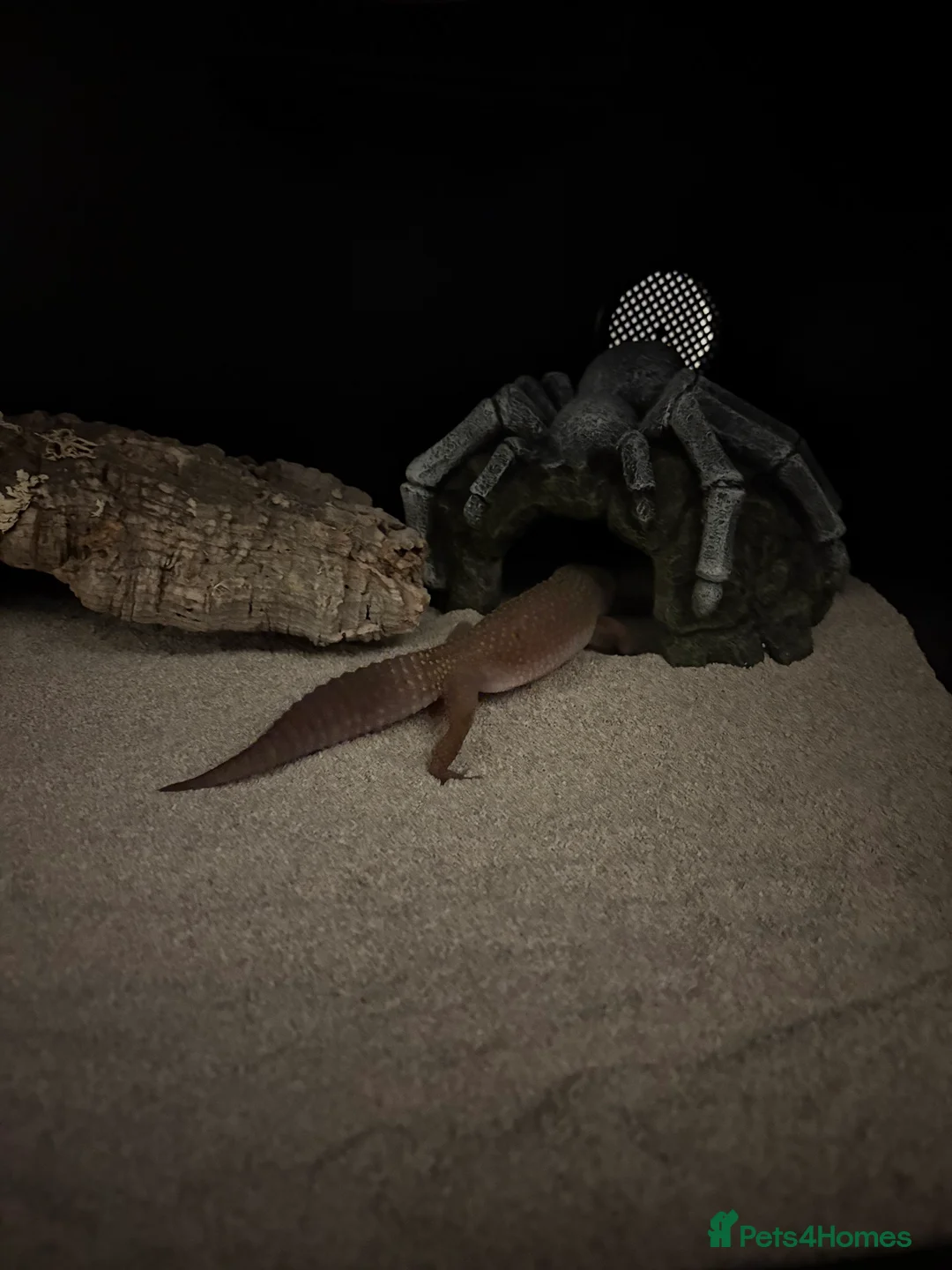 Mixed Breed invertebrates for sale: Leopard Gecko + Setup for sale  - Advert 4