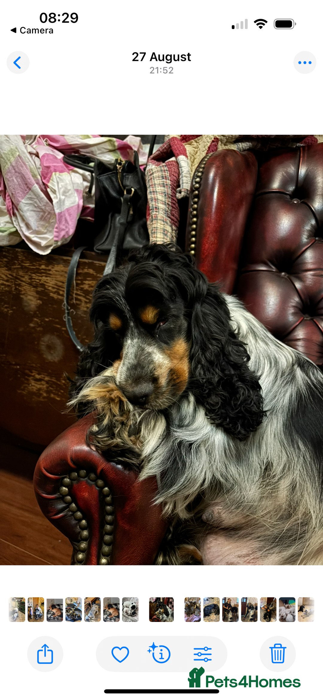 Cocker Spaniel dogs for sale: Show Cocker Pups - Image 11