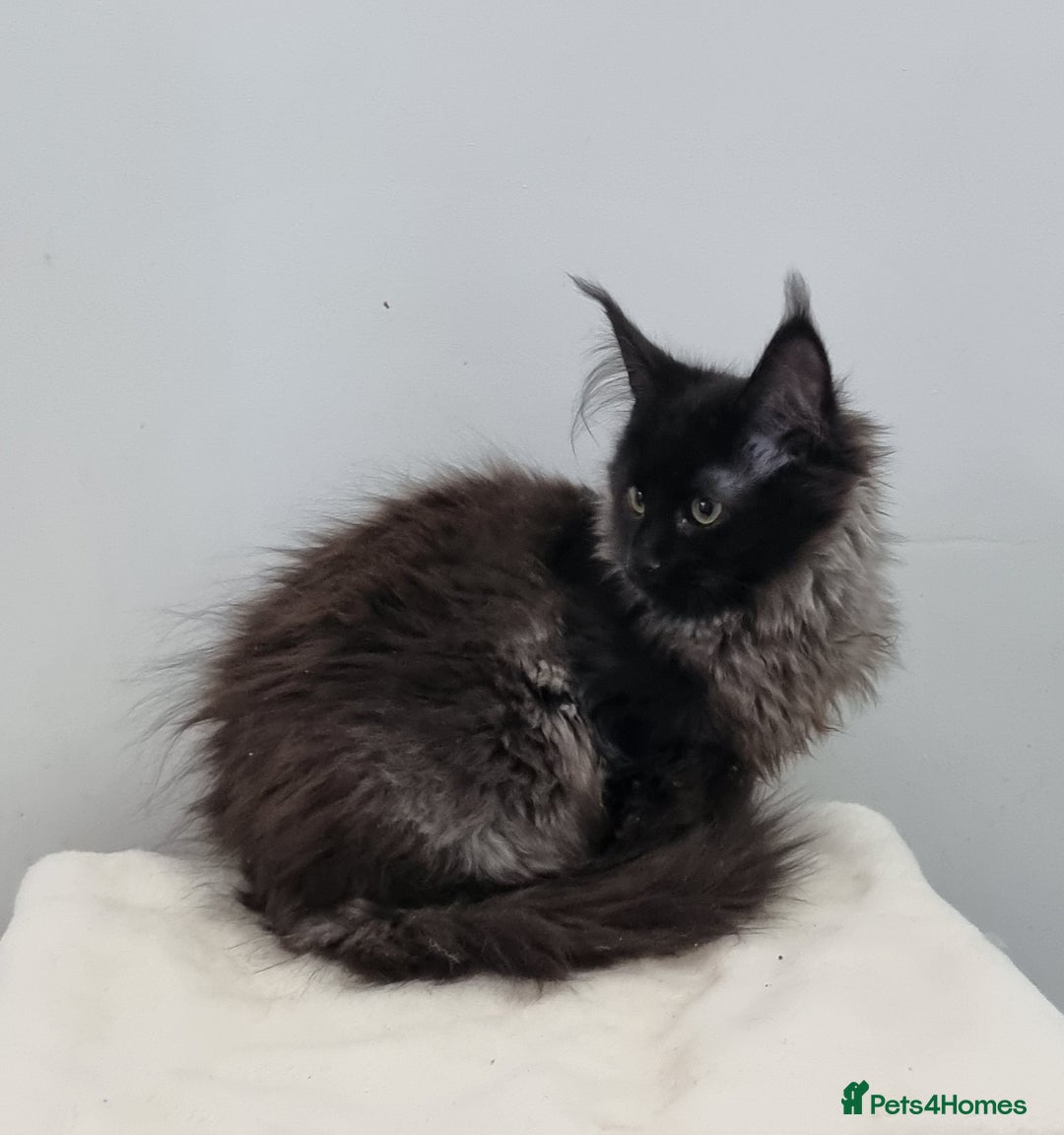 Maine Coon cats for sale: Pedigree Maine Coon Kittens for sale  - Advert 20