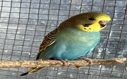 Budgerigars birds for sale: Aviary bred budgies for sale . - Image 8
