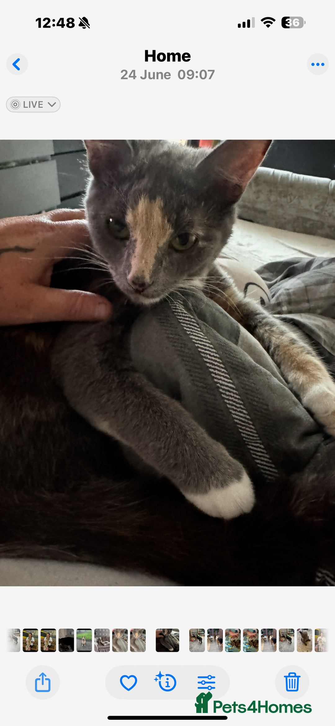 Mixed Breed cats for sale: 2 kittens for sale  - Image 6