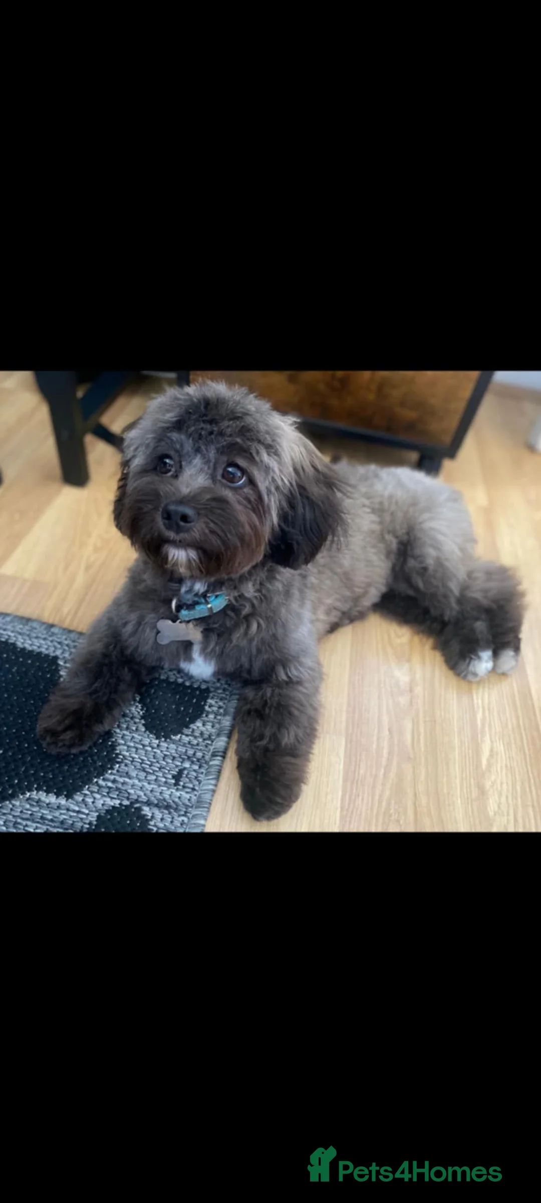 Lhasapoo dogs for sale: Lhasapoo puppy ***stunning little boy *** in Lydney - Advert 10