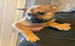 Mixed Breed dogs for sale: Siberian husky cross belgian malinois - Image 23