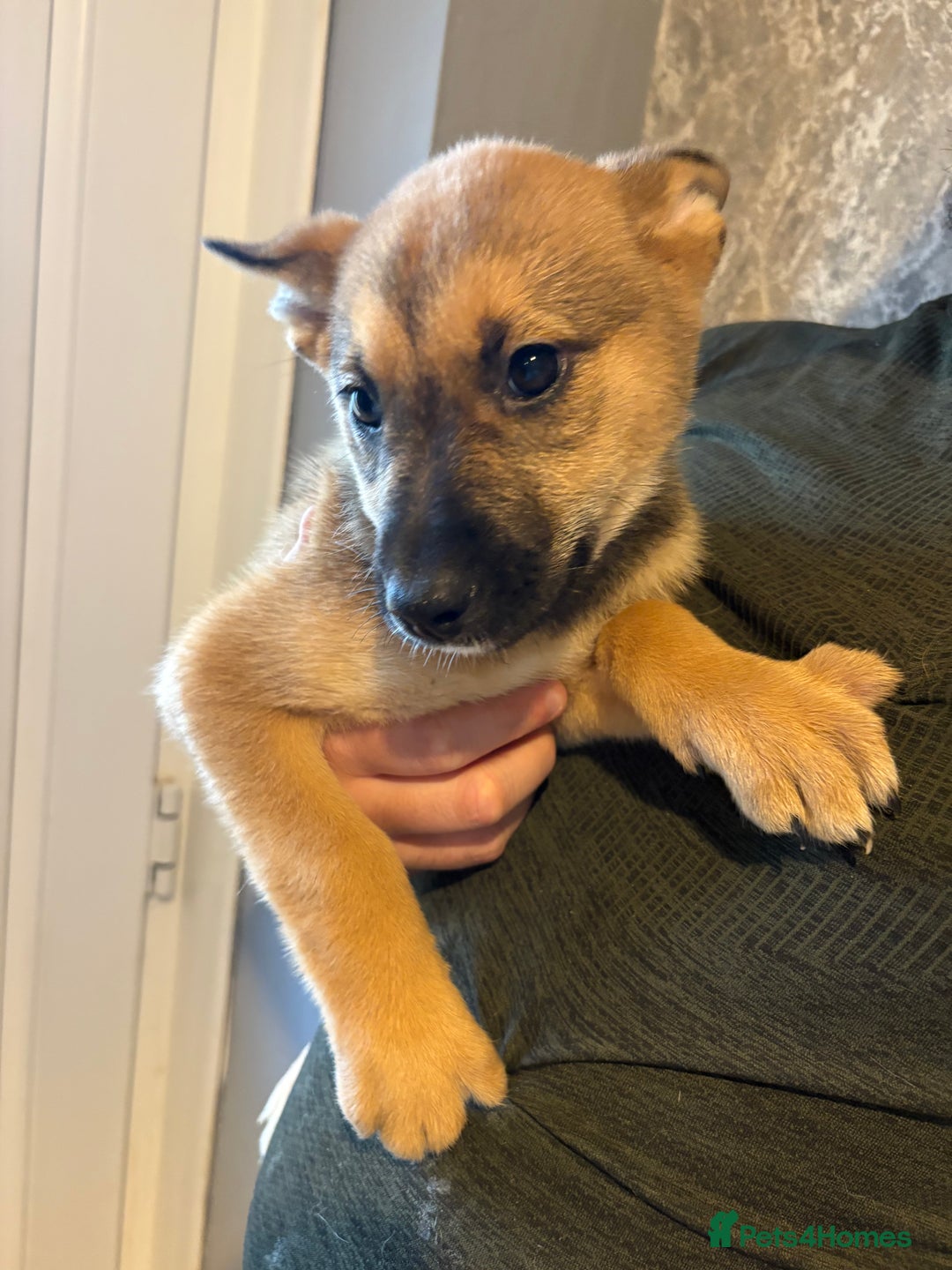 Mixed Breed dogs for sale: Siberian husky cross belgian malinois - Image 23