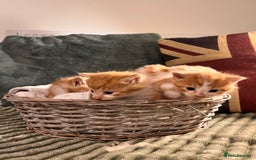 Mixed Breed cats for sale: Stunning friendly ginger kittens - Image 6
