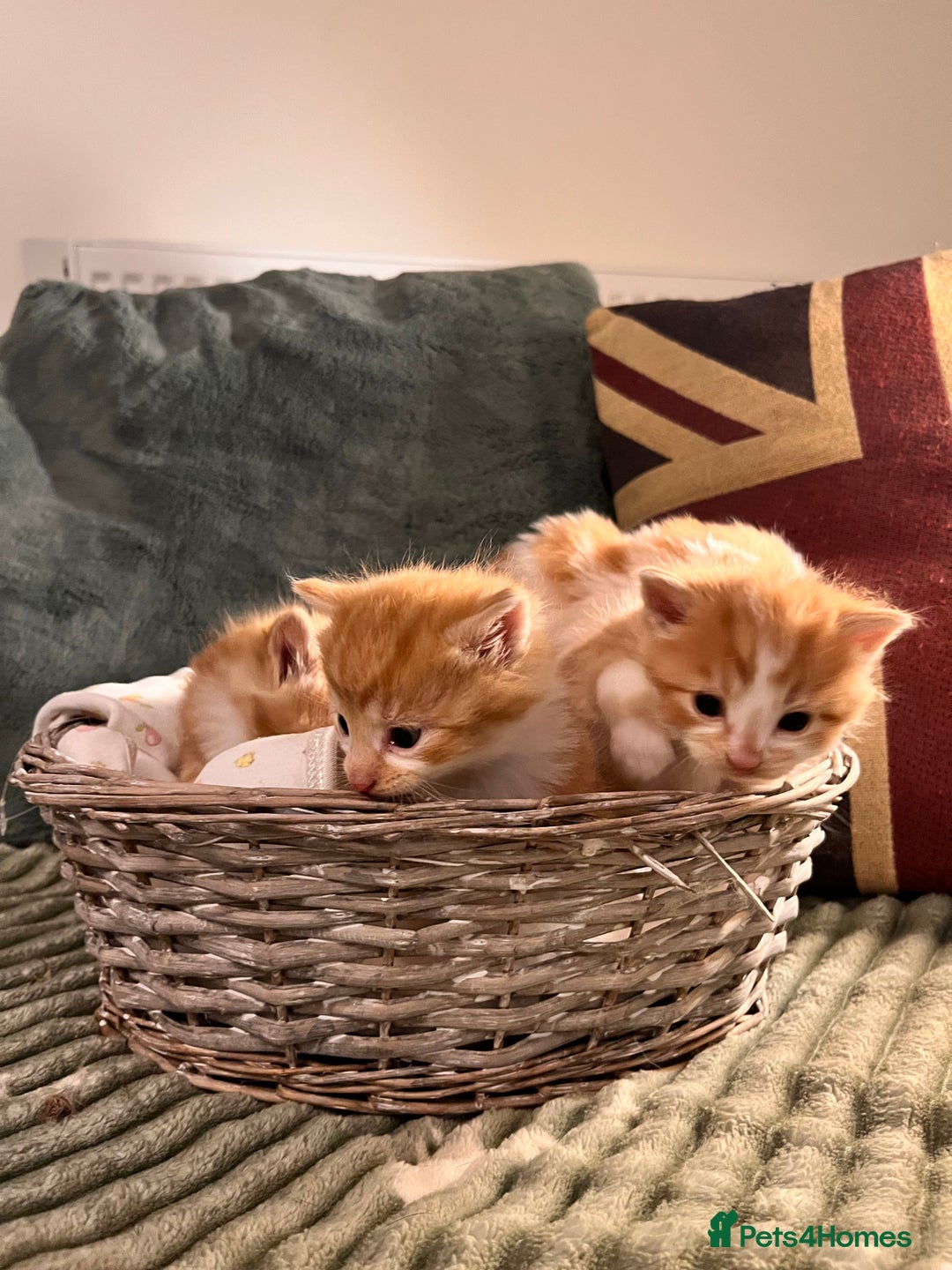 Mixed Breed cats for sale: Stunning friendly ginger kittens - Image 6