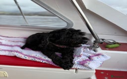Cockapoo dogs for sale: Cockapoo - Image 3