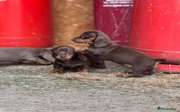 Miniature Dachshund dogs for sale: Gorgeous Miniature Daschund puppies 🐶🤍  - Image 10