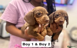 Miniature Dachshund dogs for sale: Stunning baby mini dachshunds  - Image 4