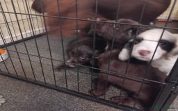 Sprocker dogs for sale: Sprockers  - Image 8