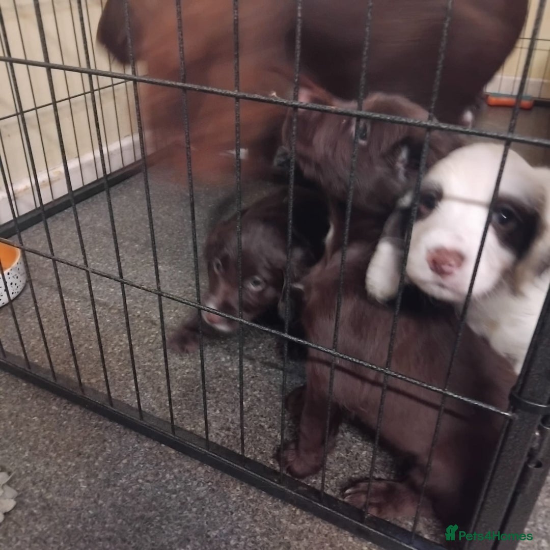 Sprocker dogs for sale: Sprockers  - Image 8