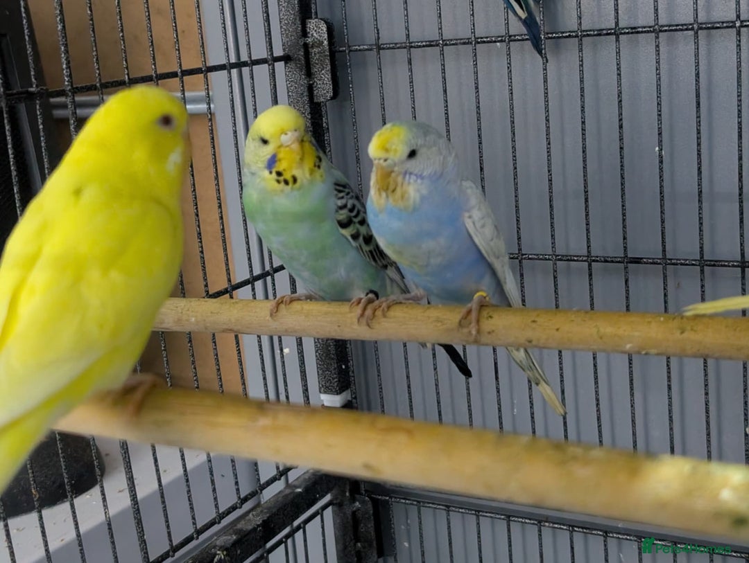Budgerigars birds for sale: Albino Budgies White and Yellow Colours - Advert 11