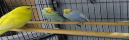 Budgerigars birds for sale: Albino Budgies White and Yellow Colours - Advert 11