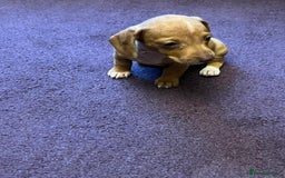 Dachshund dogs for sale: Very unusual sausage dogs - Image 7