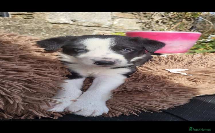 Border Collie dogs - Advert 1