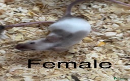 Mouse rodents for sale: Beautiful fancy mice ready now - Image 5