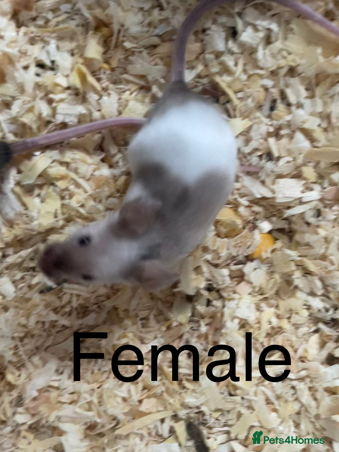Mouse rodents for sale: Beautiful fancy mice ready now - Image 5