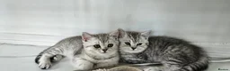 British Shorthair cats for sale: GCCF Blue BSH chunky champion lines - Advert 9