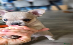 Mixed Breed dogs for sale: Frenchie x chihuahua - Image 9