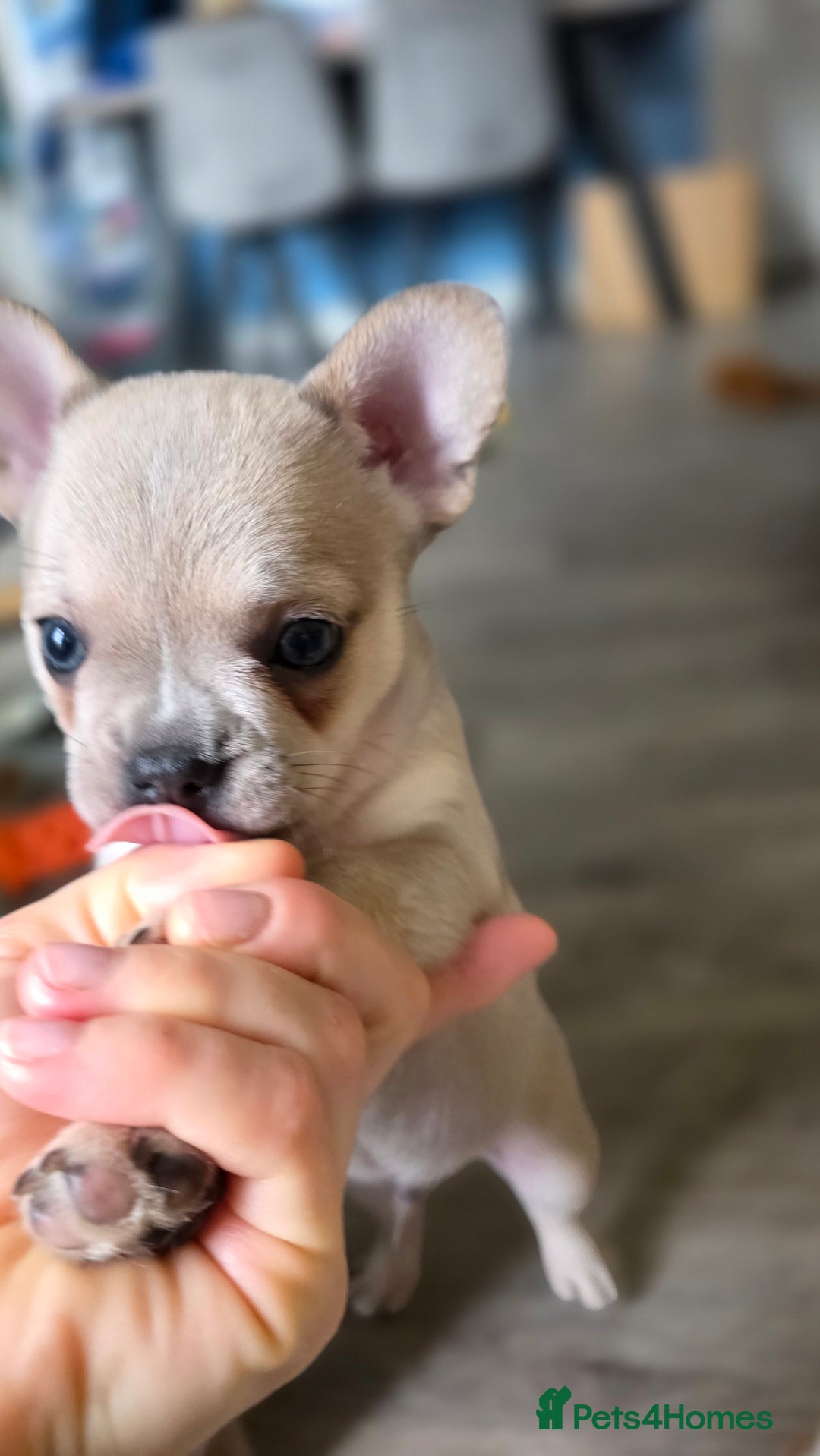 Mixed Breed dogs for sale: Frenchie x chihuahua - Image 9
