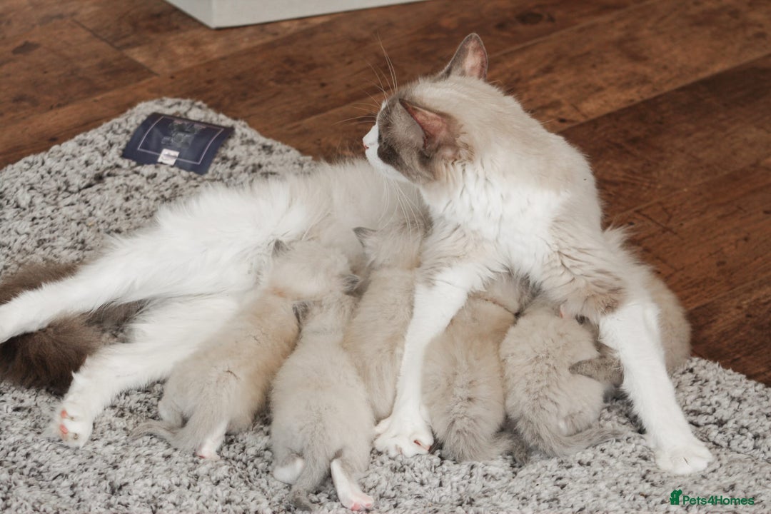Ragdoll cats for sale: Beautiful Loving Ragdoll Kitten - Lola 🐾🩷 - Image 7