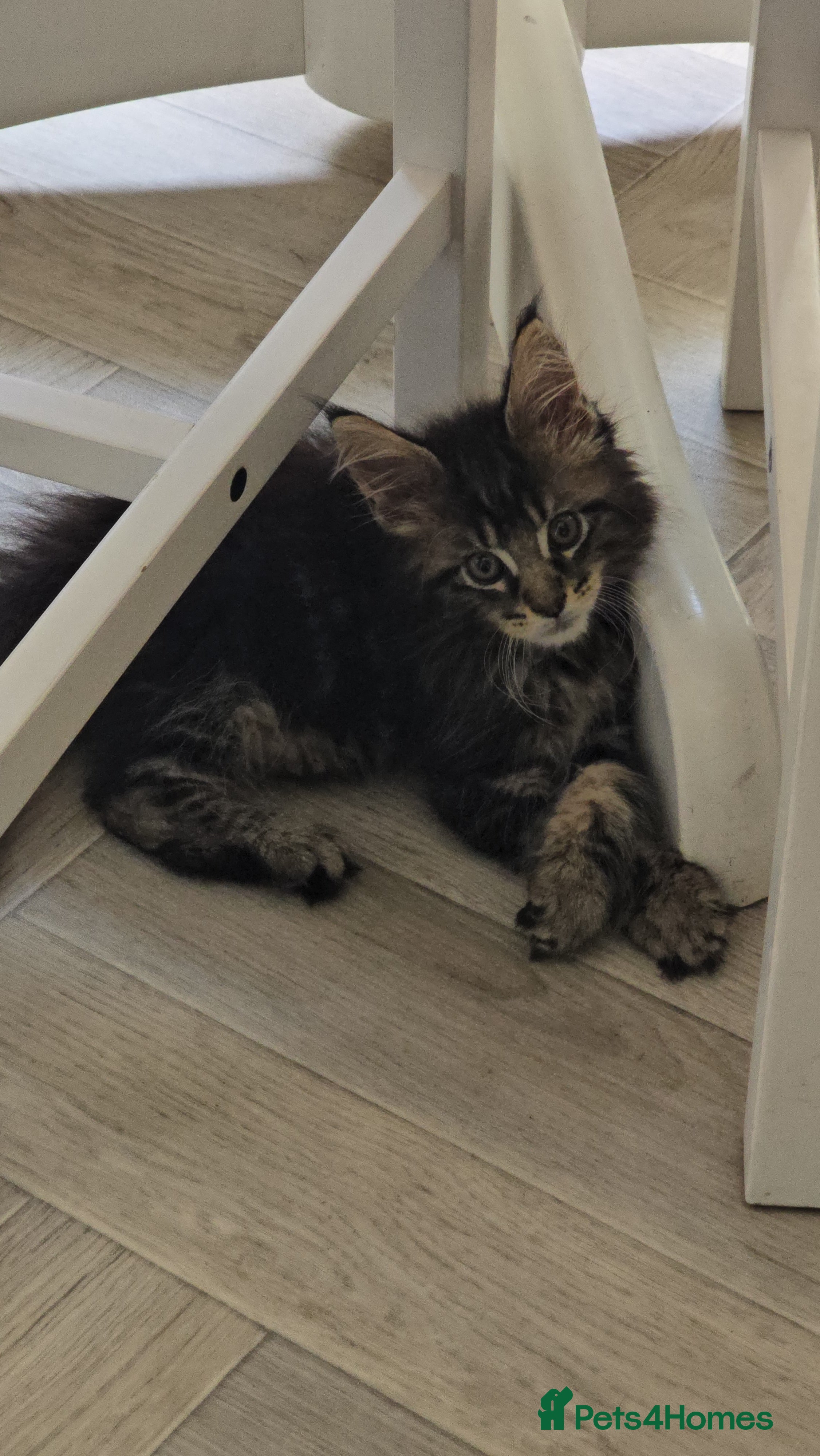 Maine Coon cats Gorgeous mainecoon babies  - Advert 1
