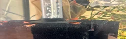 Shrimps fish for sale: Cherry and blue dream shrimps - Advert 2