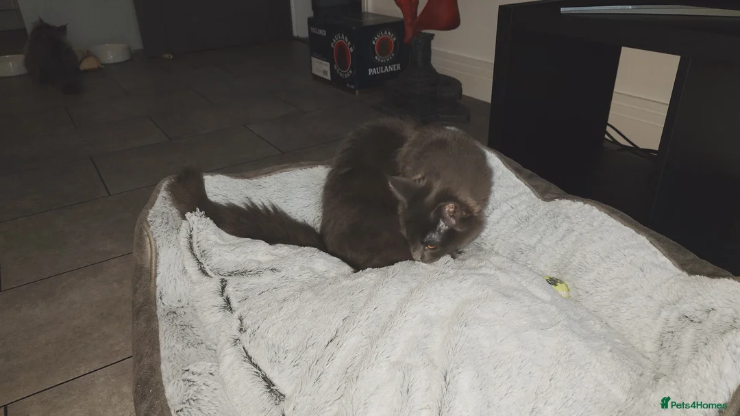 Maine Coon cats for sale: Beautiful solid grey & smoke Maine Coon sisters - Advert 3