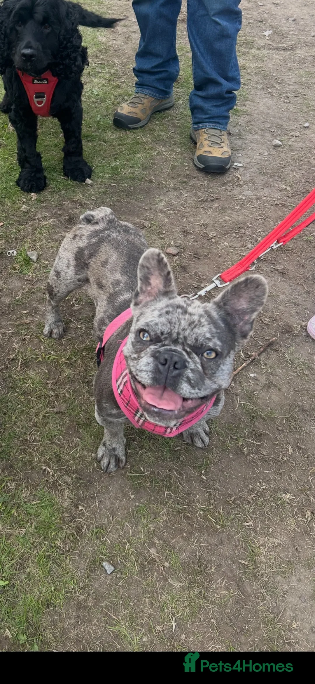 French Bulldog dogs for sale: Looking for loving home for 10 month old Frenchie  in Macduff - Advert 6