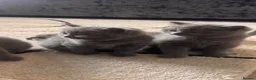British Shorthair cats for sale: Kittens from British Longhair and Shorthair  - Advert 8