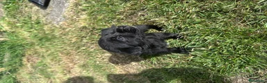 Mixed Breed Puppy 6