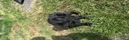 Mixed Breed dogs for sale: Labrador Spring crossed pups - Advert 9