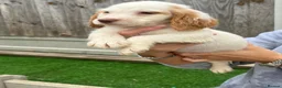 Cocker Spaniel dogs for sale: Show cocker spaniel  - Advert 18